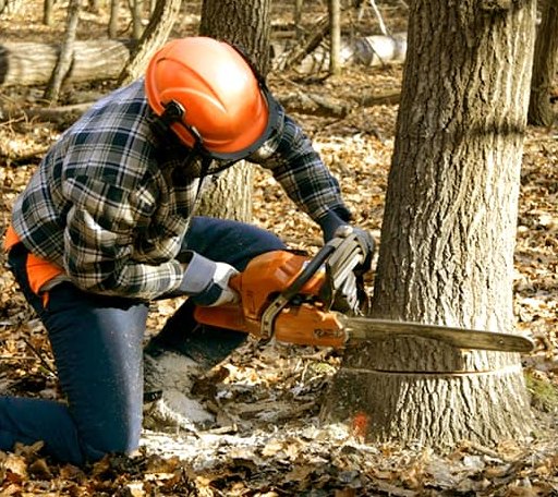 Tree Removal in Chilton, TX